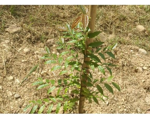 Sembramos 2.000 árboles en el municipio de Zaragoza