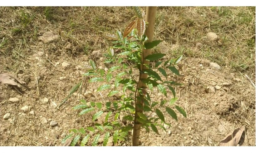 Sembramos 2.000 árboles en el municipio de Zaragoza