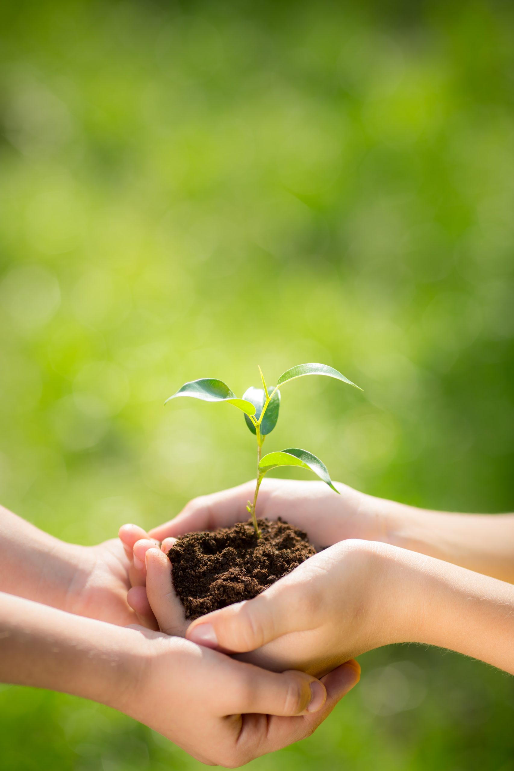 Children holding young plant in hands against green spring background. Earth day ecology holiday concept